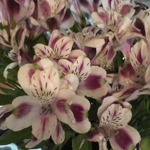 Meet your Posher, Brandy